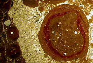 Accretionary lapilli from the basal suevite breccia in the Rubielos de la Cérida impact basin