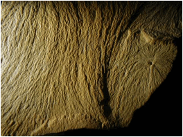 plumose fracture markings close-up, Solnhofen limestone