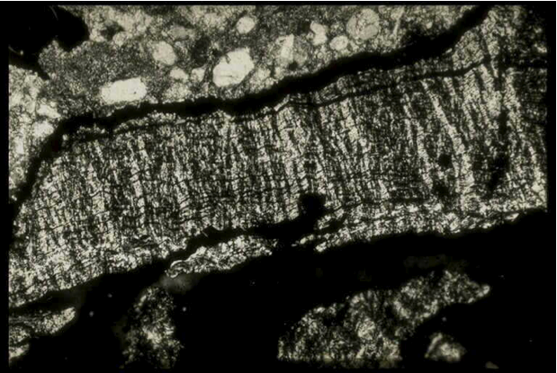 photomicrograph of very dense kink banding in mica, Sta. Cruz breccia, Azuara shock