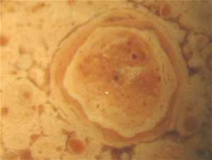 Accretionary lapilli from the basal suevite breccia in the Rubielos de la Cérida impact basin 5