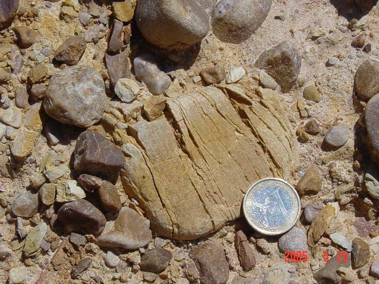 heavily deformed clast proves in situ damage, Pelarda formation, Azuara