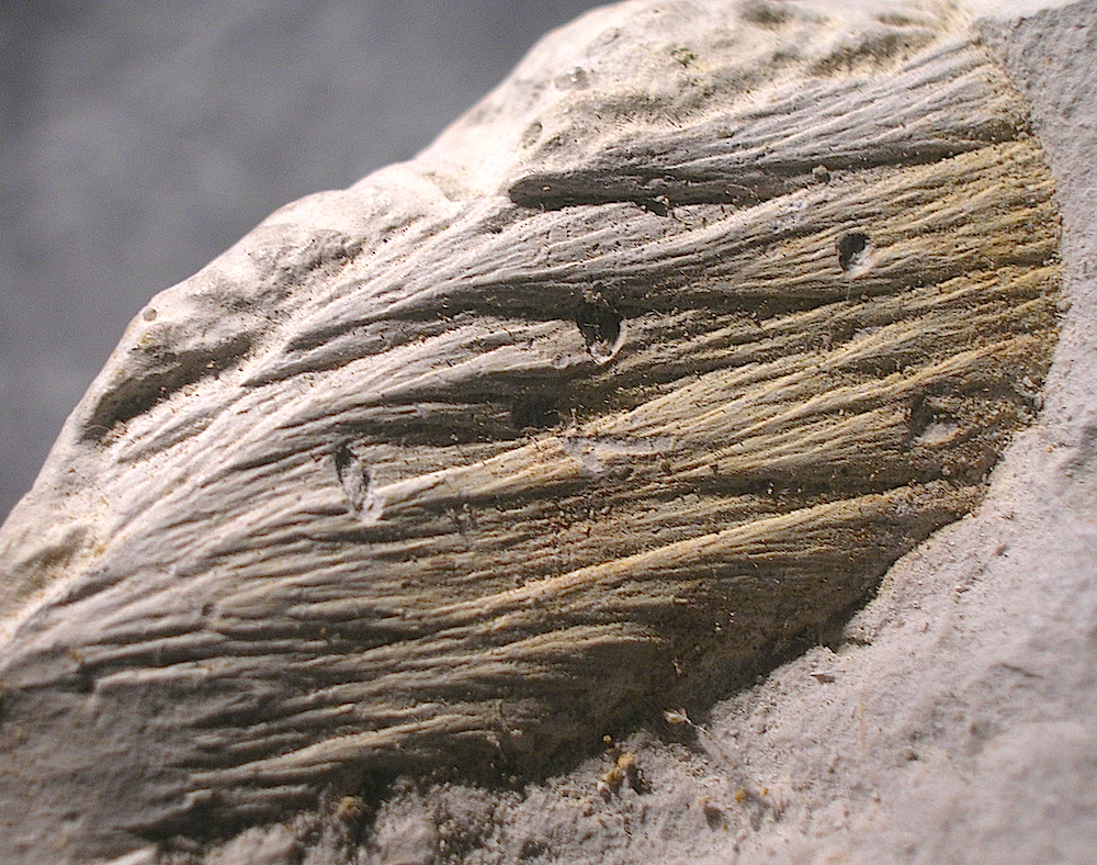 typical horse tail-like fracture markings in fine-grained limestone